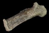 Fossil Amphibian (Eryops) Dorsal Vertebra Process - Texas #143490-3